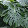 Monstera Deliciosa Bush – 10″ Pot